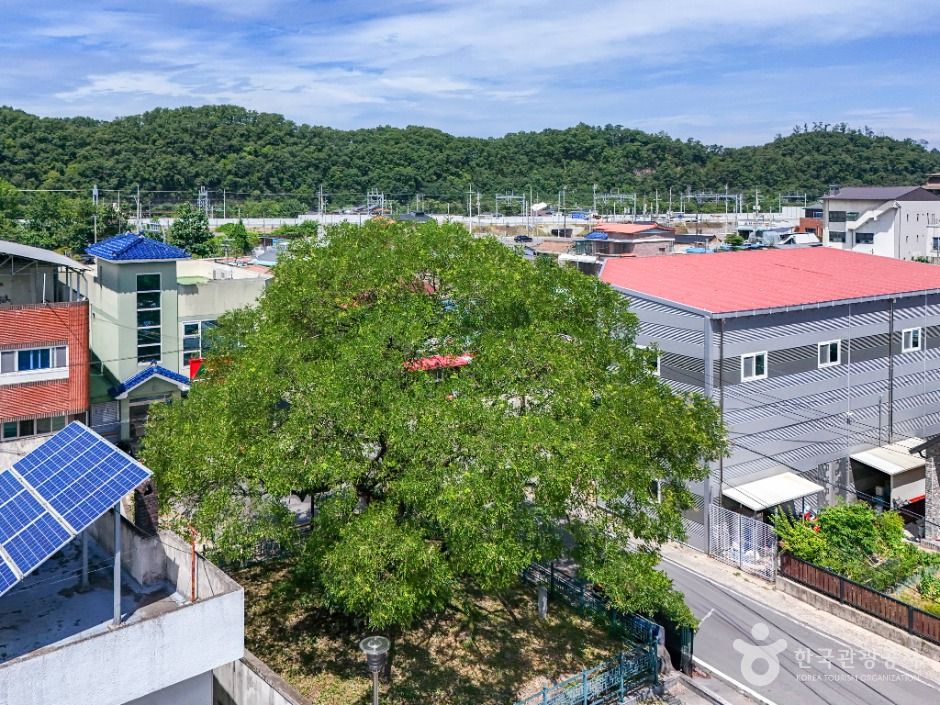 의성읍 도서동의 회나무