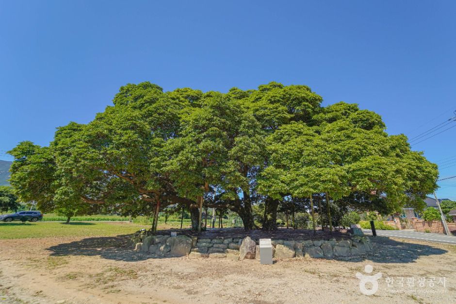 장흥 삼산리 후박나무