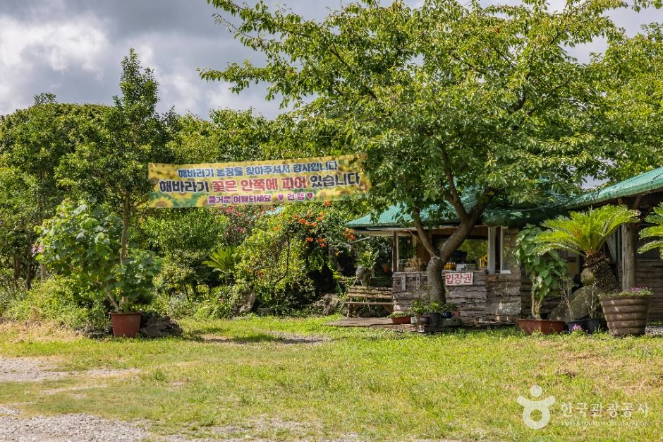 김경숙해바라기농장