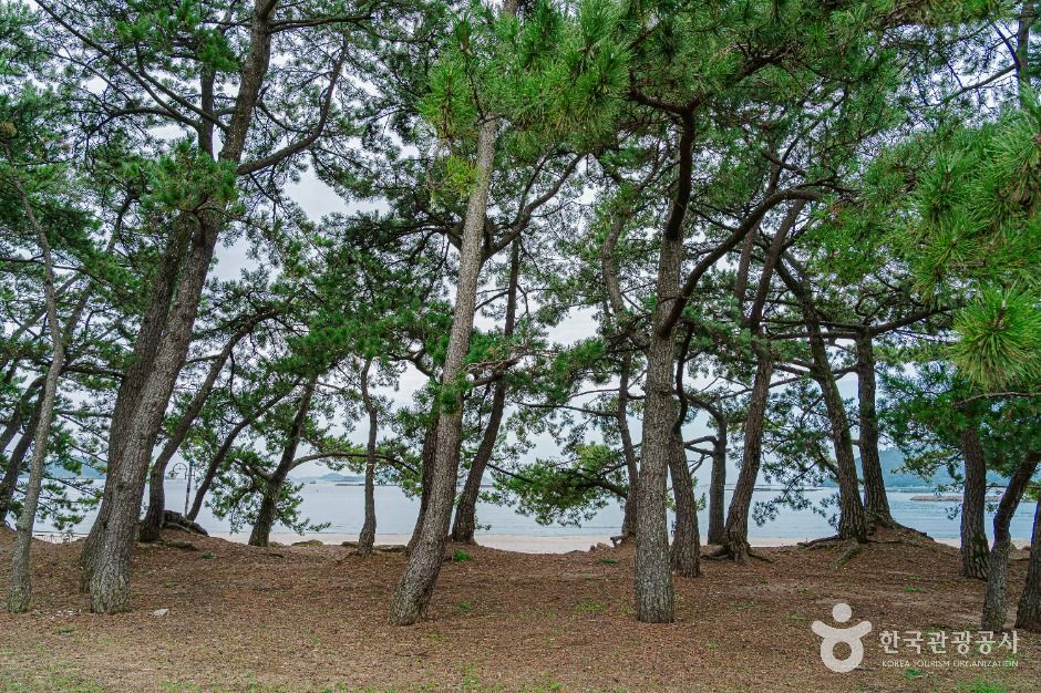 해남_해남 송호리 해송림 (4)