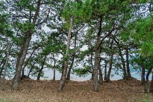 해남_해남 송호리 해송림 (4)