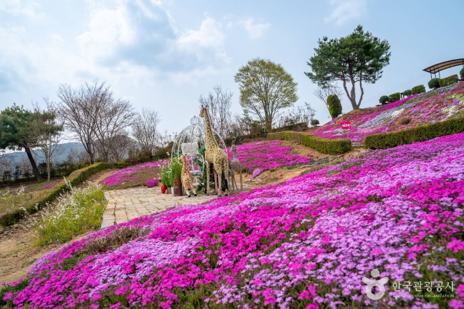 진안 꽃잔디동산