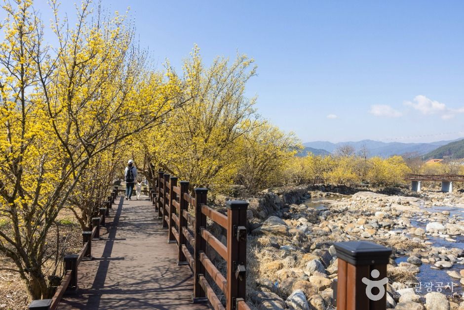 구례 산수유마을