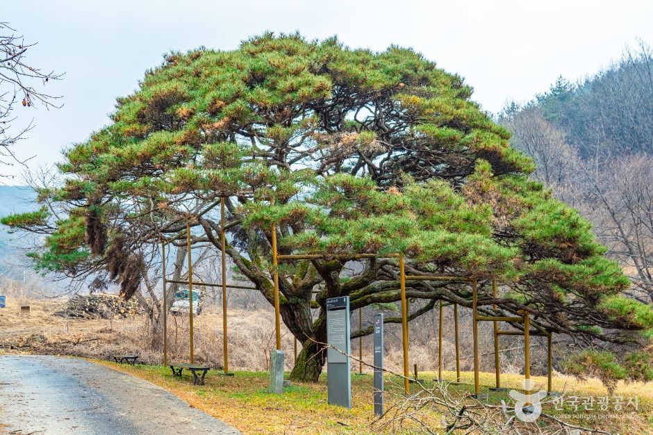 예천 사부리 소나무