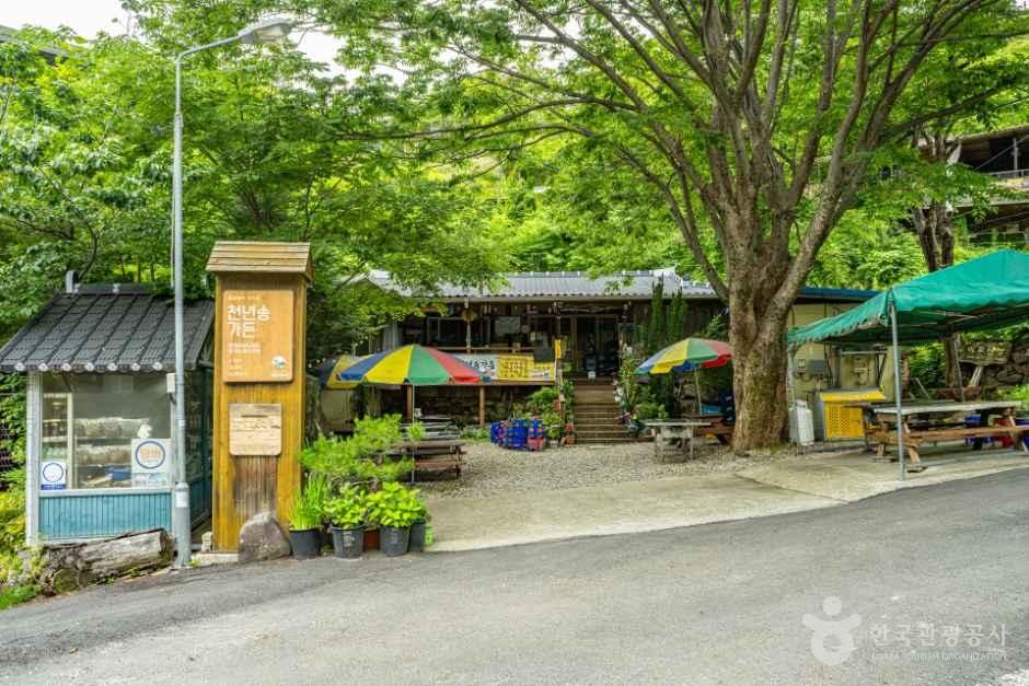 thumbnail-뱀사골 와운마을-8