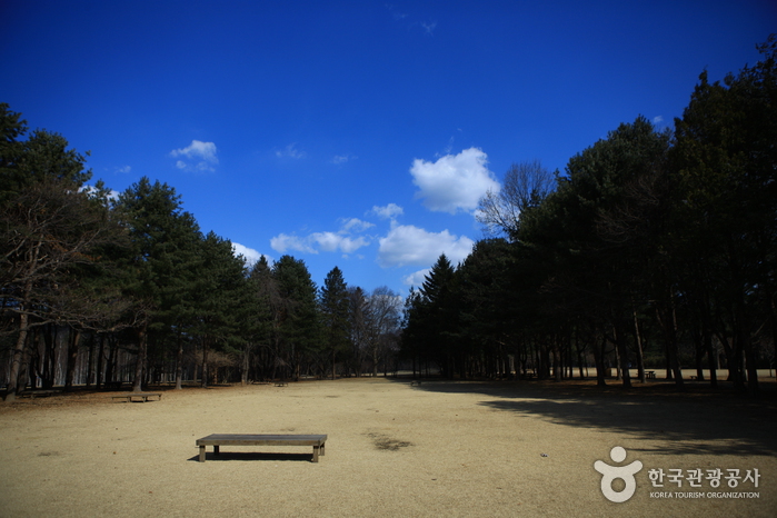 Namiseom Island (남이섬 종합휴양지)