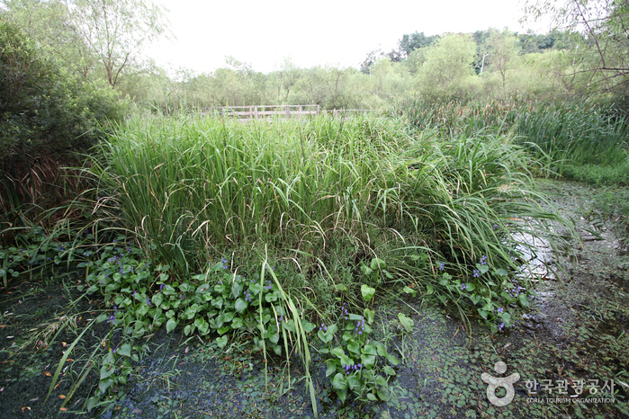 Gildong Ecological Park (길동생태공원)