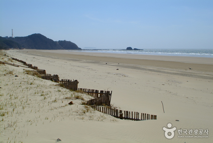 Anmyeon Beach (안면 해수욕장)