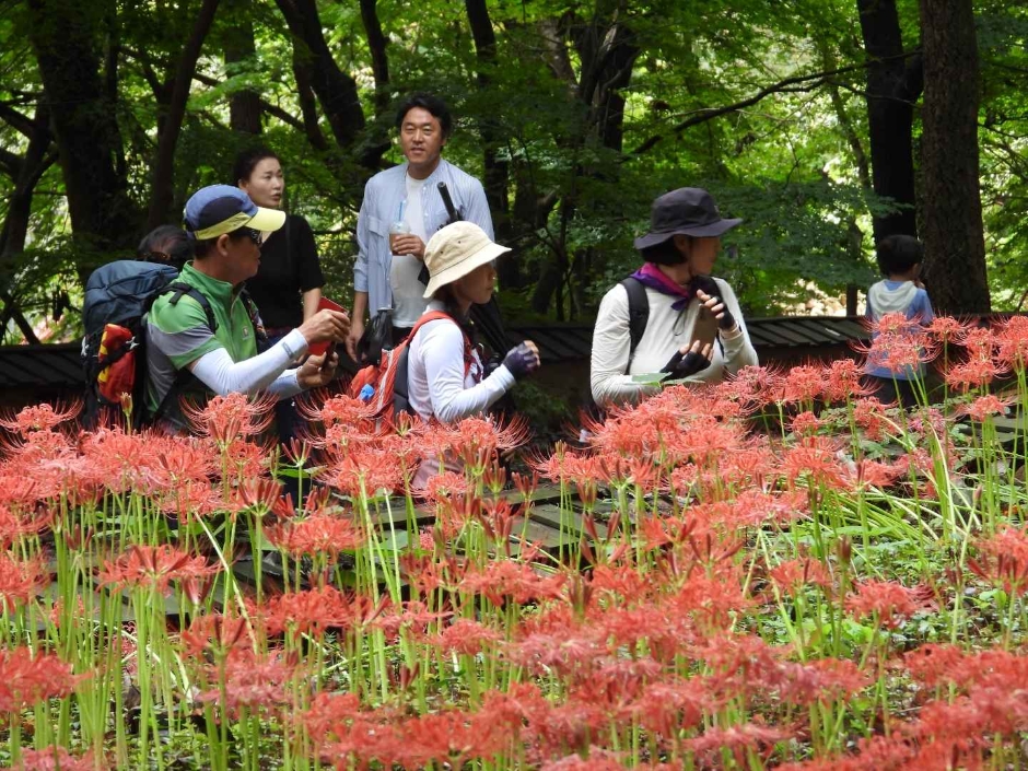 함평모악산 꽃무릇축제