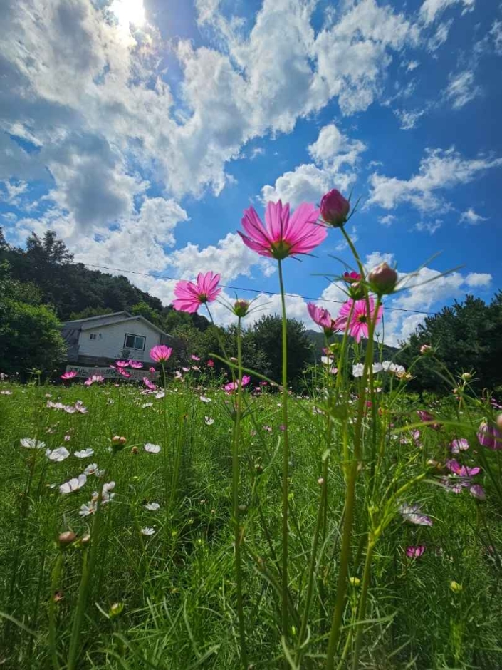 원주용수골가을꽃축제