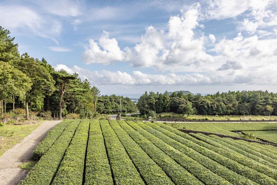 西帰茶園（서귀다원）