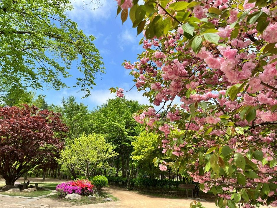 남이섬_8