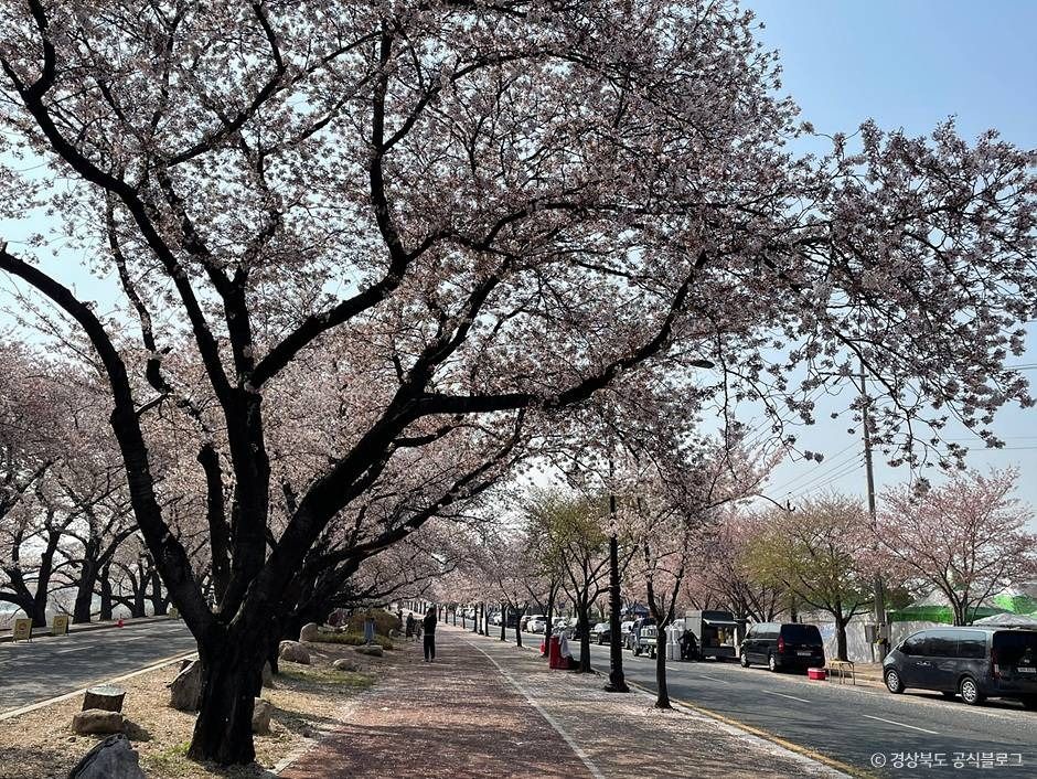 흥무로 벚꽃길