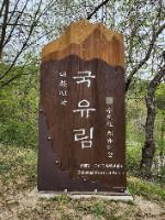 김천_국립김천치유의숲 (1)