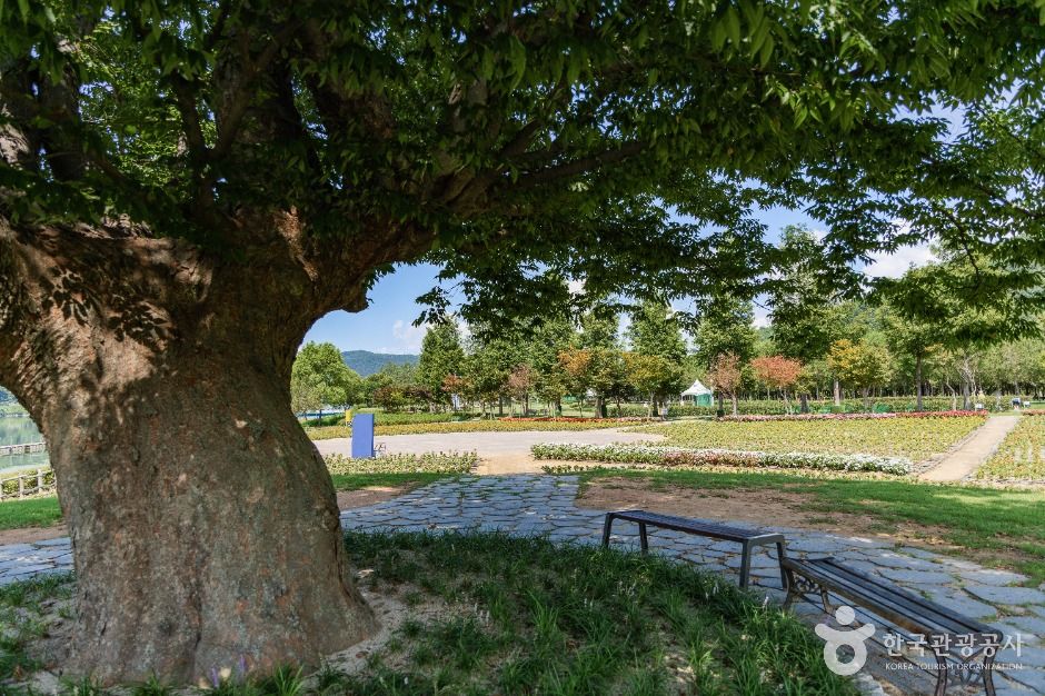 거례리사랑나무