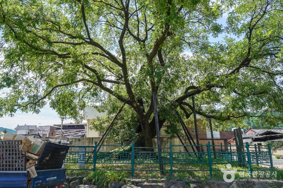 의성읍 도서동의 회나무