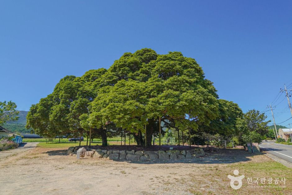 장흥 삼산리 후박나무