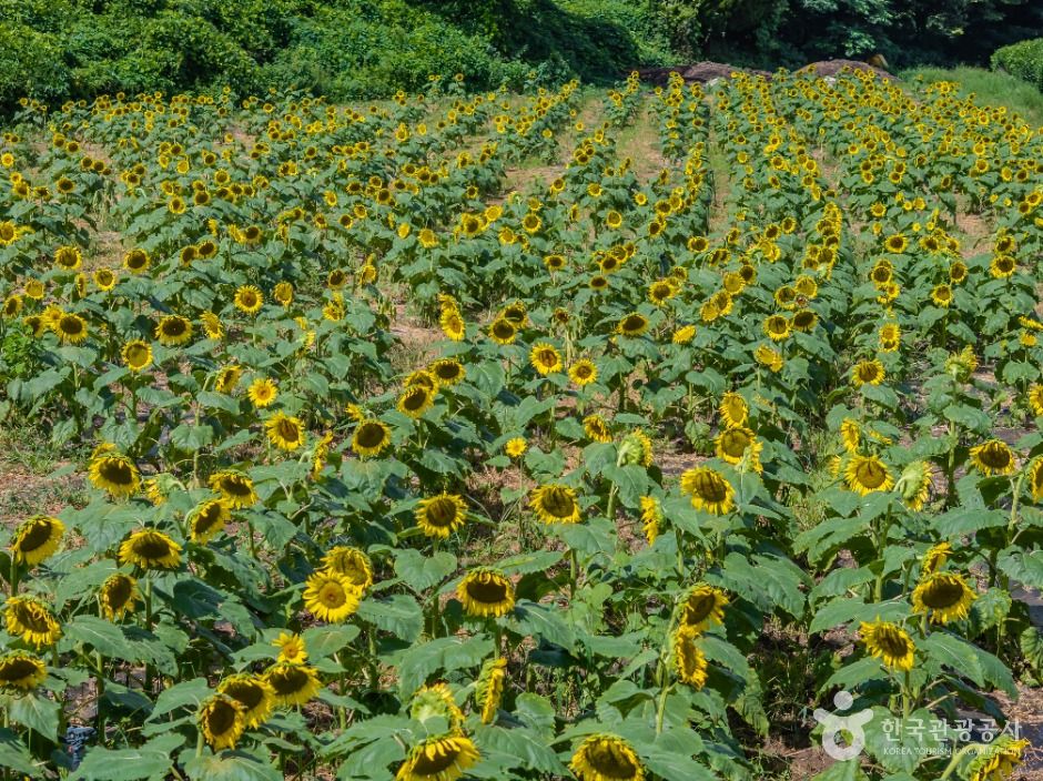 김경숙해바라기농장