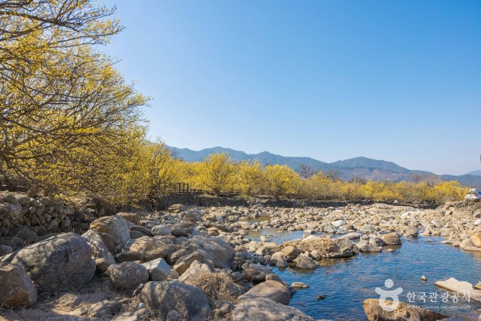 구례 산수유마을