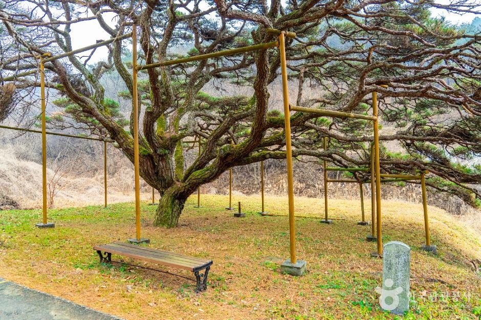 예천_예천 사부리 소나무 (2)