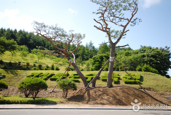 Gyeongsangbuk-do Arboretum (경상북도수목원)