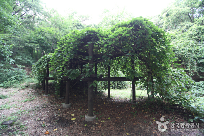 Дерево актинидии во дворце Чхандоккун (창덕궁 다래나무)