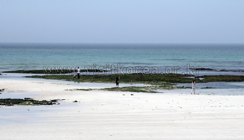 [제주올레 20코스] 김녕-하도 올레7