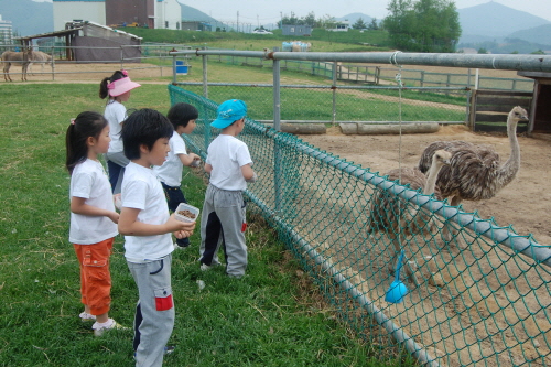 Daegwallyeong Donkey Ranch Don Quixote (대관령당나귀목장 돈키호테)