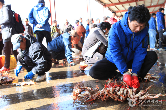 Festival du crabe des neiges de Yeongdeok (영덕 대게축제)