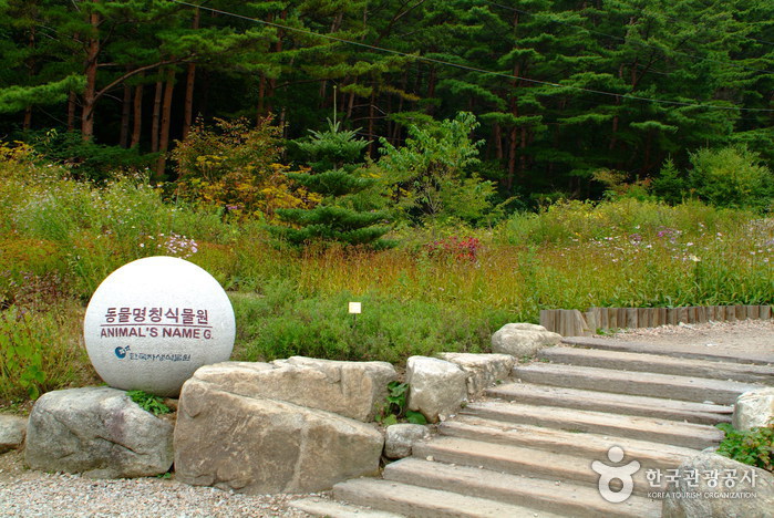 Корейский ботанический сад (한국자생식물원)