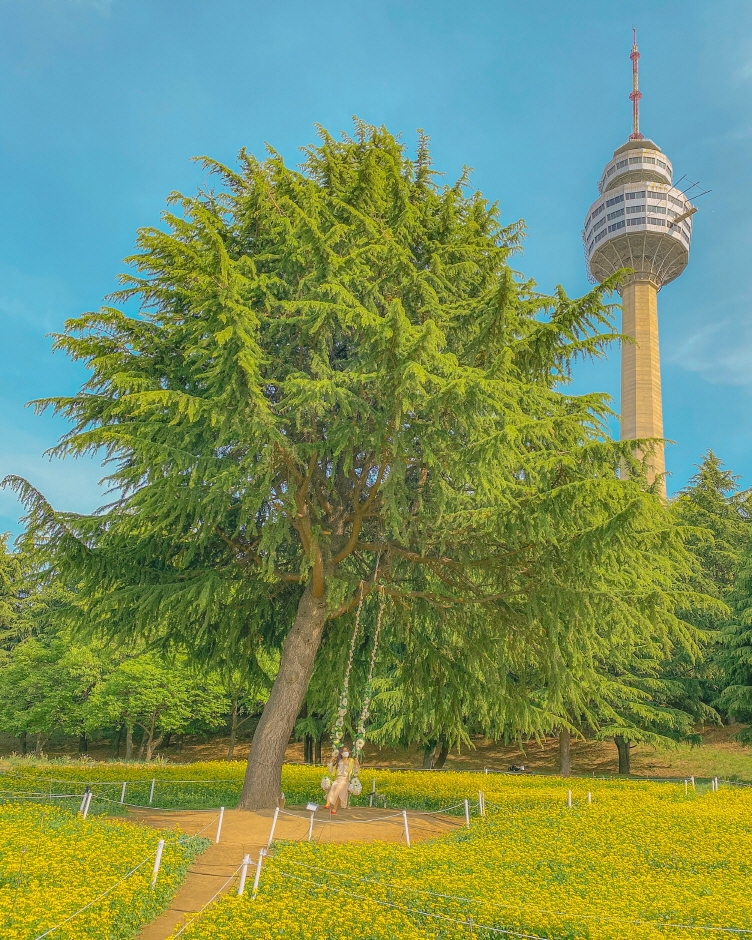 이월드 유채한 봄0