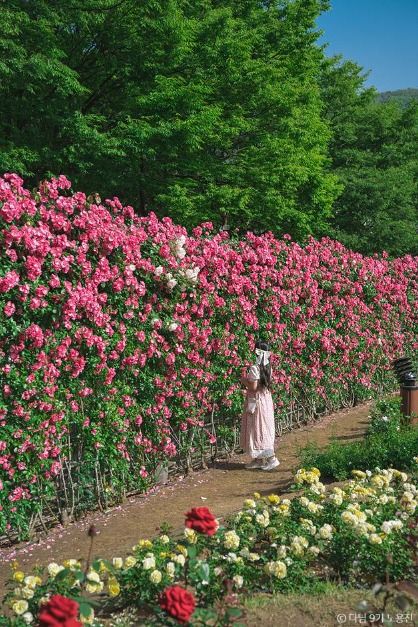 이곡장미공원