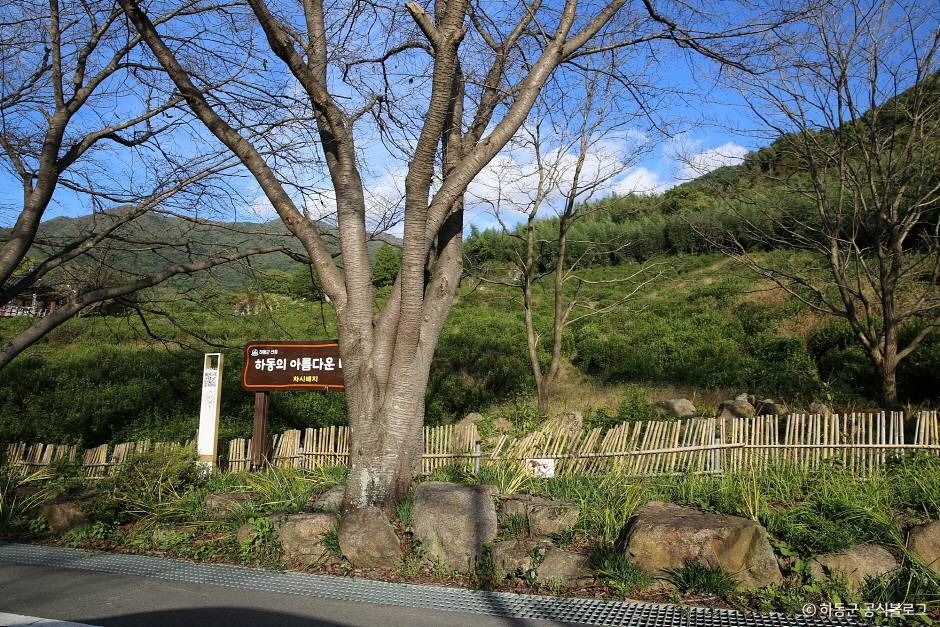 쌍계사차나무시배지