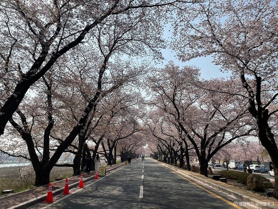 흥무로 벚꽃길