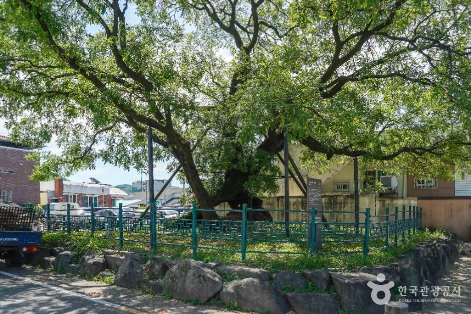 의성읍 도서동의 회나무