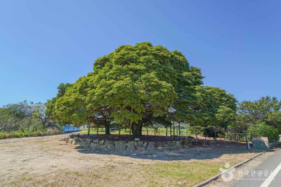 장흥 삼산리 후박나무