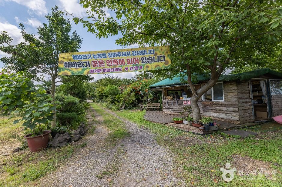 김경숙해바라기농장