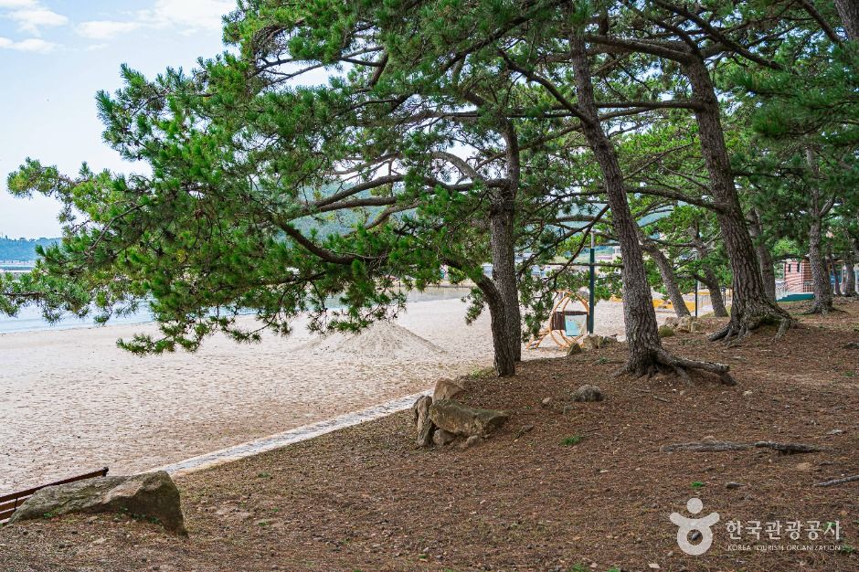 해남_해남 송호리 해송림 (6)