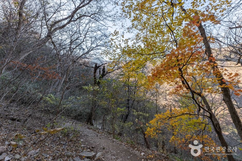 정읍_내장산 굴거리나무군락 (4)