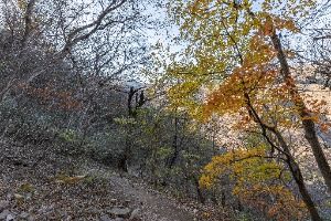 정읍_내장산 굴거리나무군락 (4)