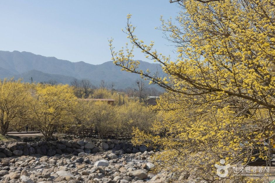 구례 산수유마을