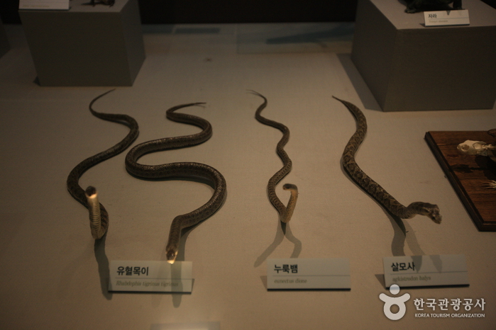 木浦自然史博物館（목포자연사박물관）