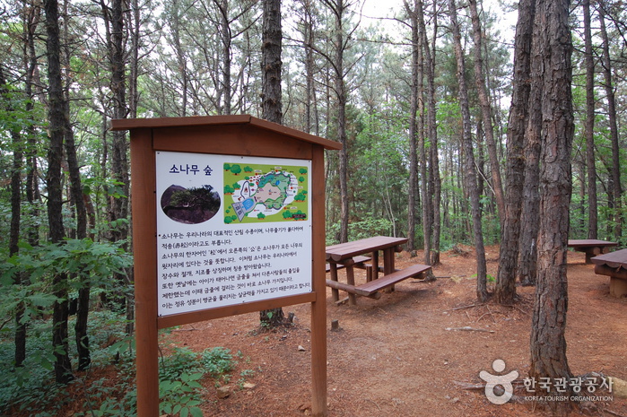 Wald im Seoul Grand Park (서울대공원 산림욕장)
