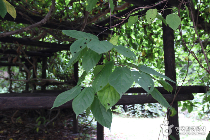 Daraenamu Tree in Changdeokgung Palace (창덕궁 다래나무)