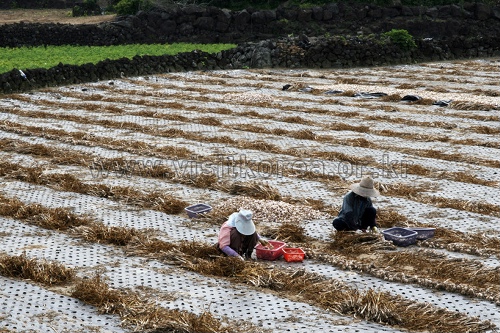 [제주올레 20코스] 김녕-하도 올레8