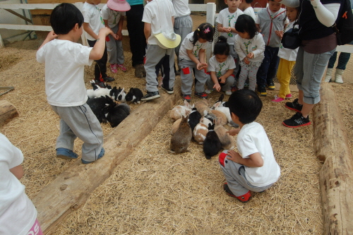 Daegwallyeong Donkey Ranch Don Quixote (대관령당나귀목장 돈키호테)