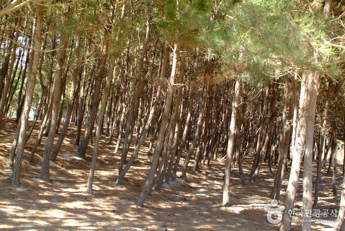 Anmyeon Beach (안면 해수욕장)1