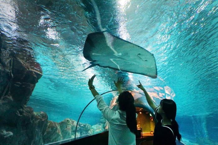 COEX水族館(코엑스 아쿠아리움)