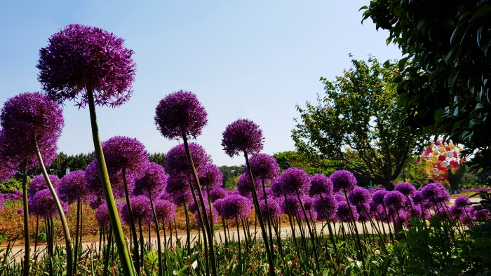 태안 알리움 공원 20201