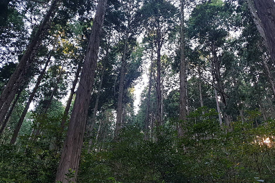 미래사 편백나무숲
